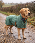 Golden retriever wearing the Fidelis drying robe on a wet countryside path